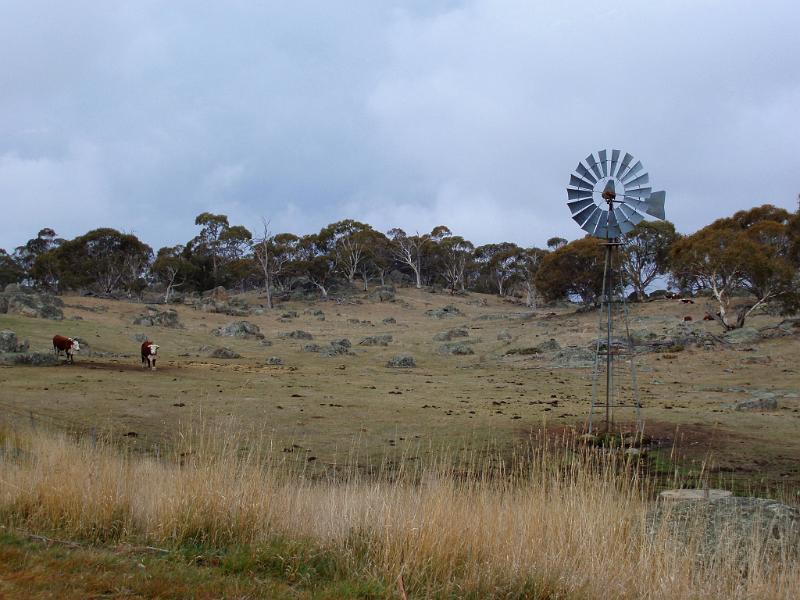 Spacious Grassy Cattle Farm with Small Vintage Windmill and Tall Green Tress Afar on Lighter Blue Sky Background.