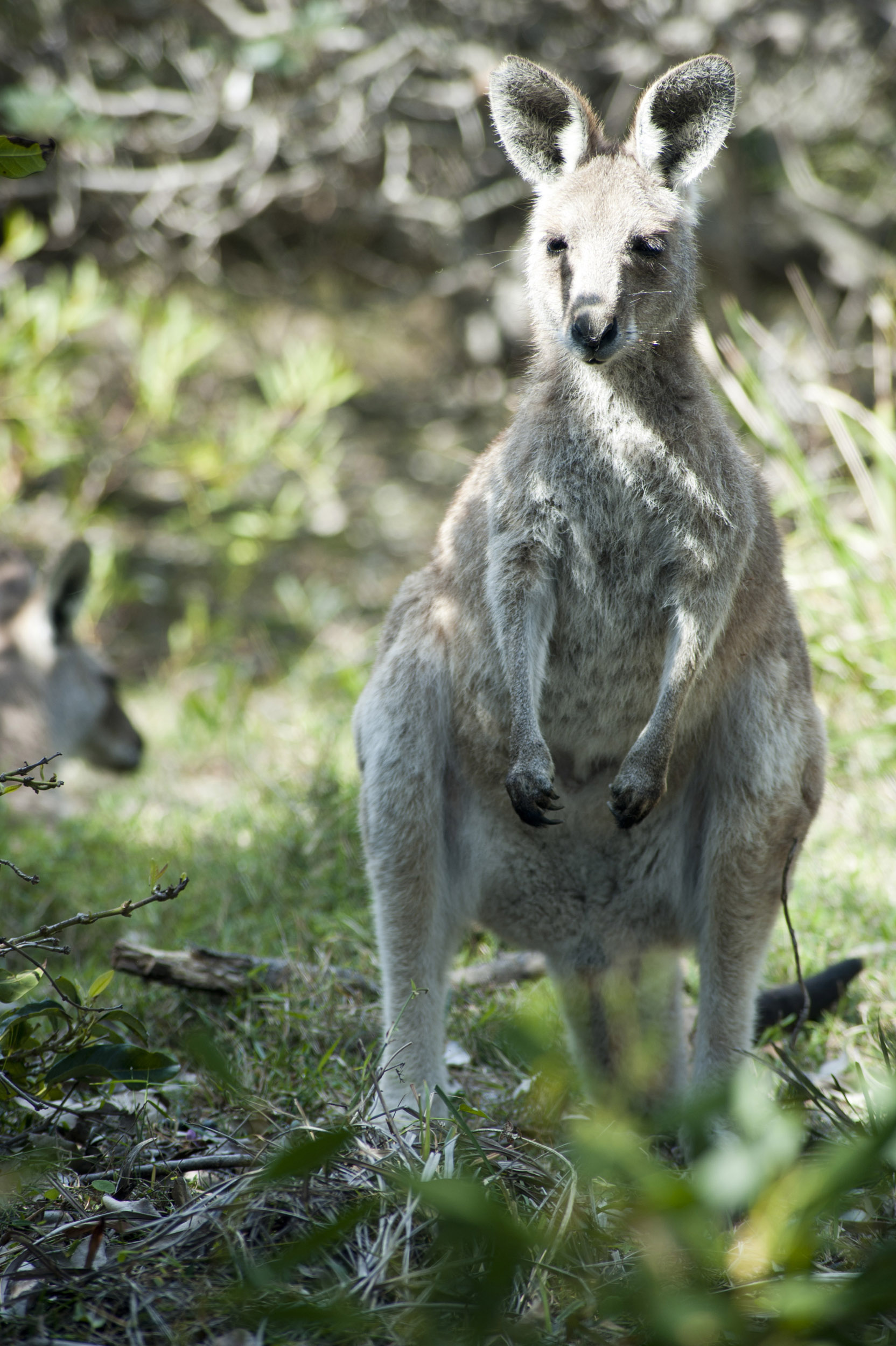 an image of Front view on little gray haired kangaroo outdoors looking ahead while standing in grassy area