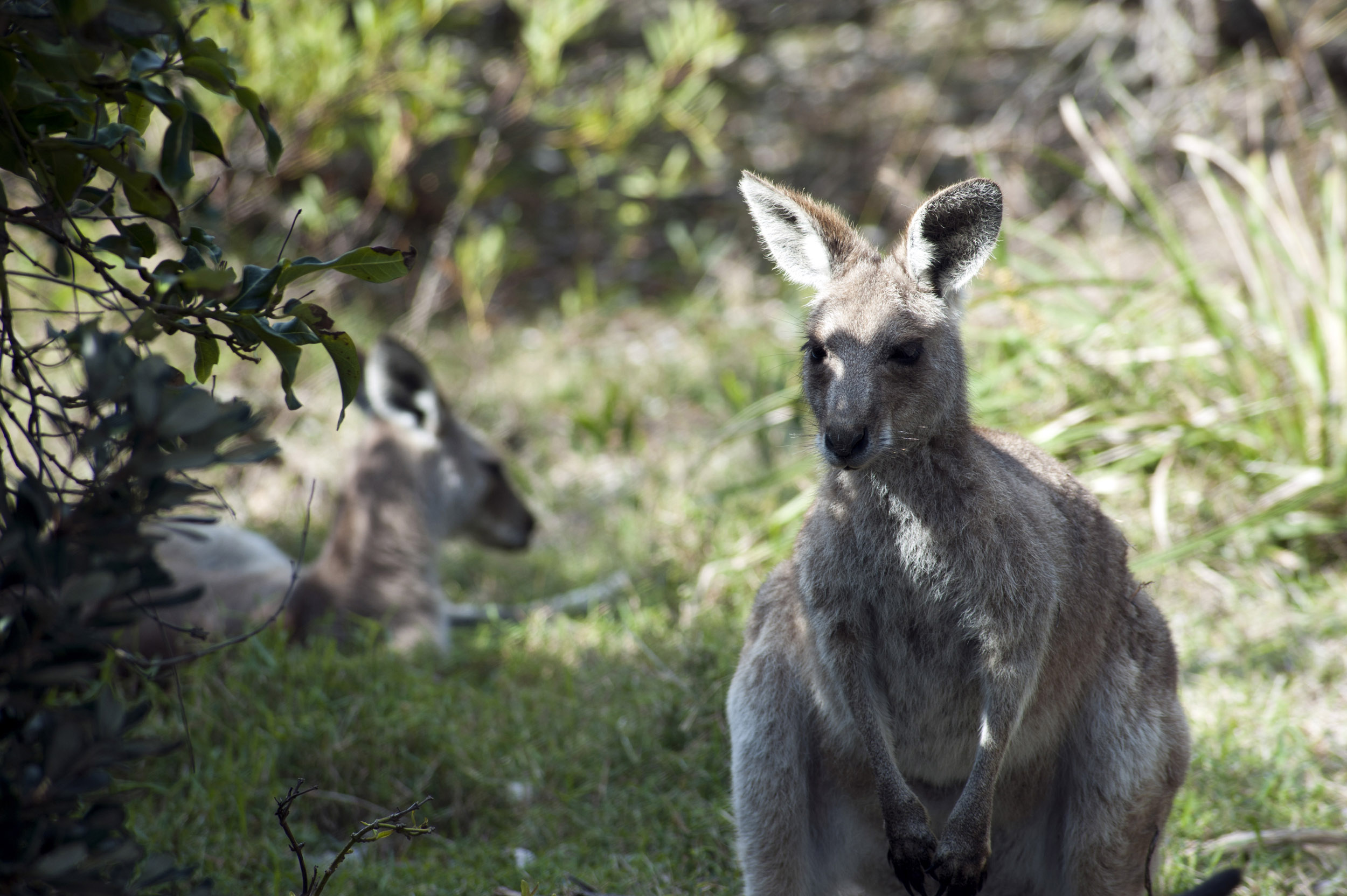 an image of Wild kangaroos in the Australian bush with one standing peering intently at the camera as another hides behind a bush