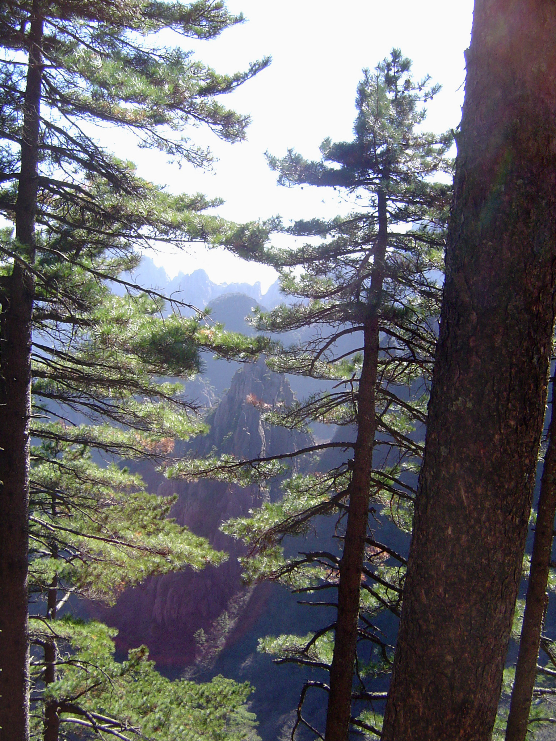 an image of Beautiful Natural View - Tall Fir Pine Trees at Huangshan Mountain Range in China.