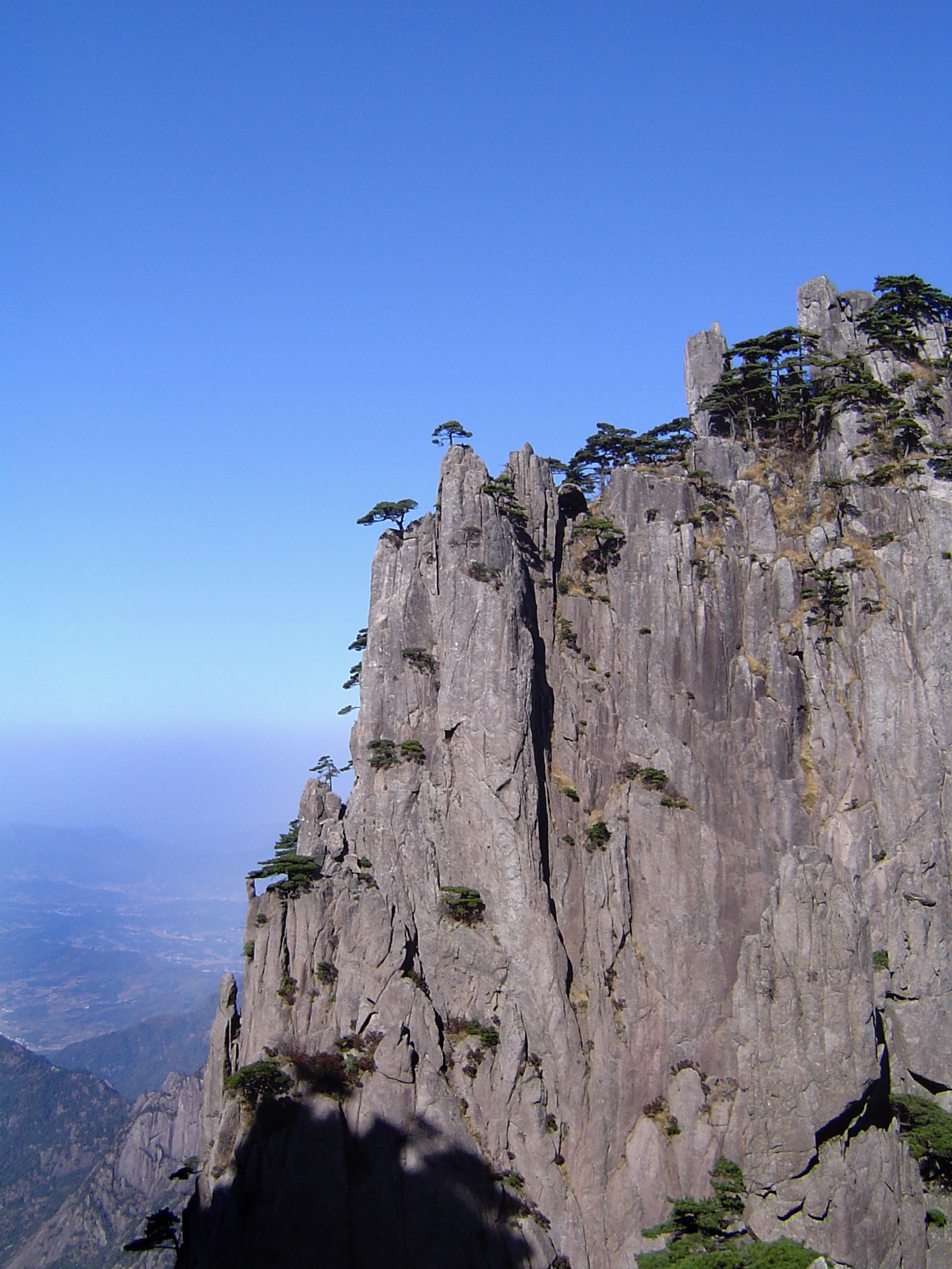 an image of Pine Trees Growing at Huangshan Yellow Mountain at China. Captured with Light Blue Sky Background.