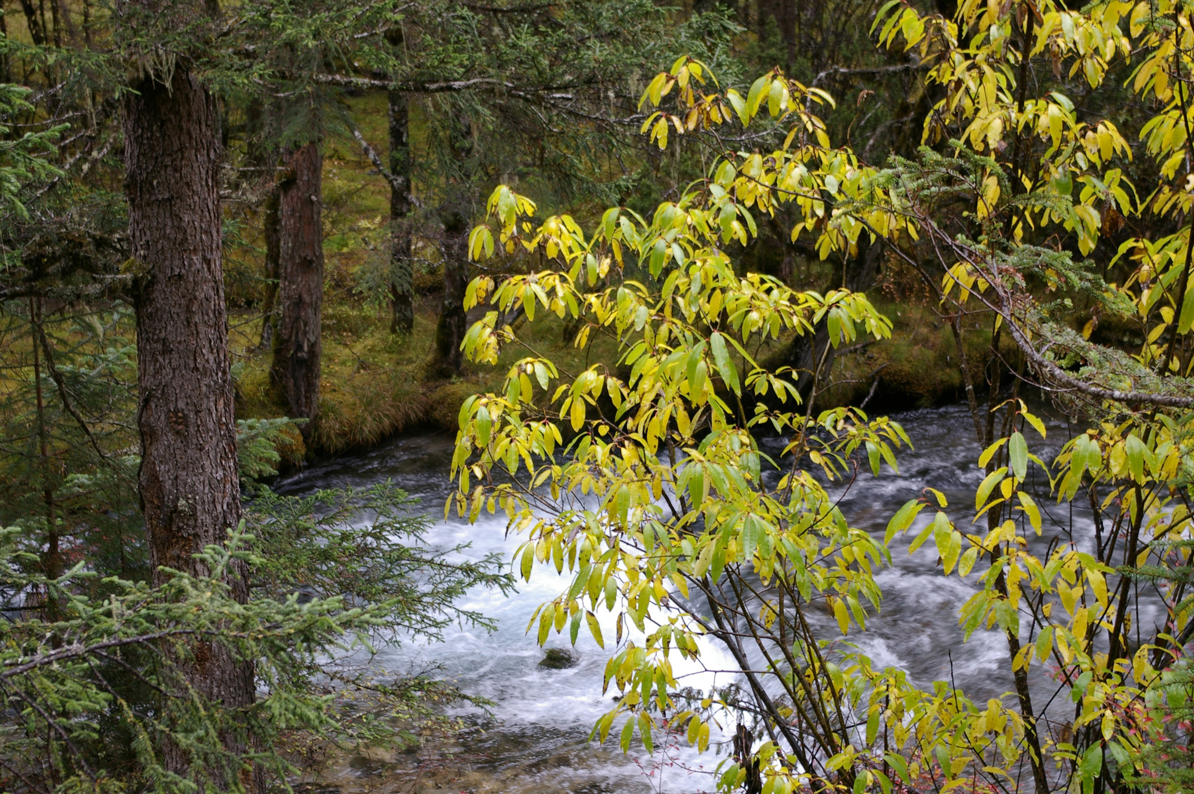 an image of Beautiful Natural River Surrounded by Green Plants, Trees and Grasses.