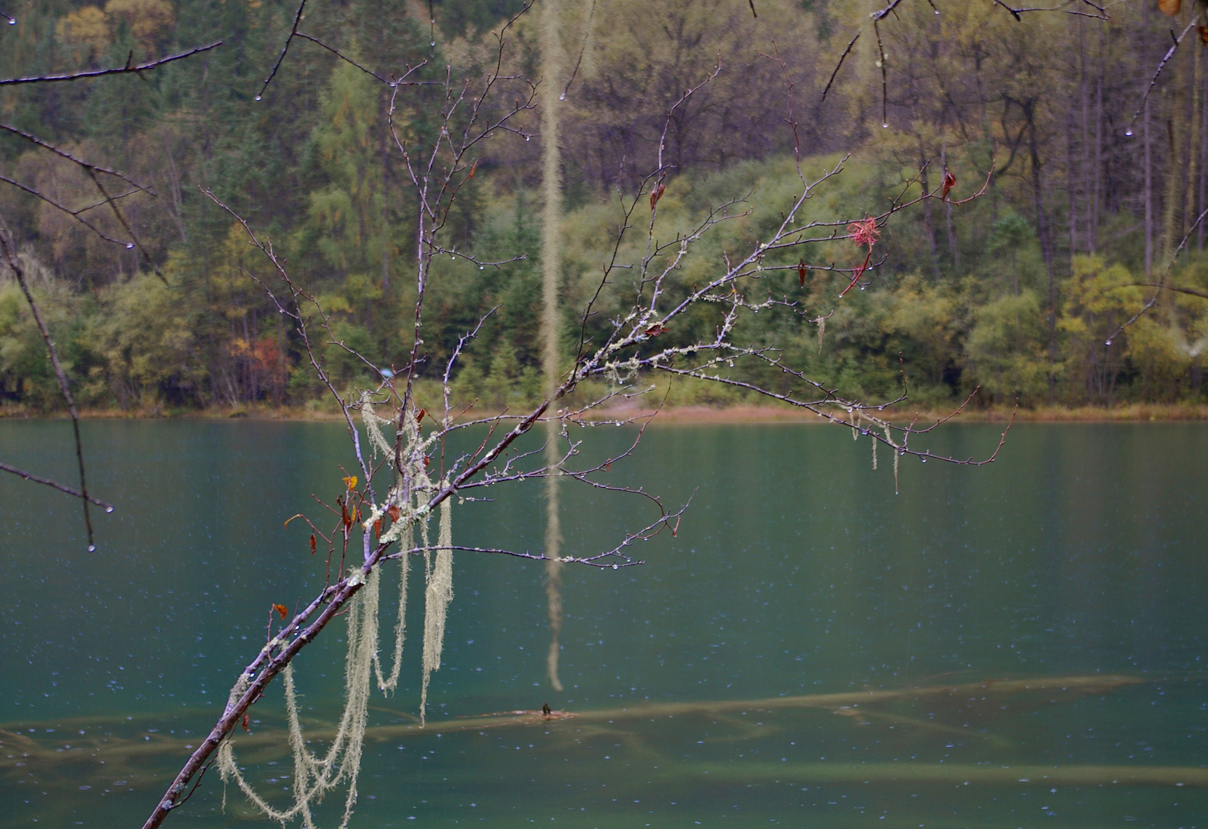 an image of Serenity at Blue Green Lake with Green Plants and Trees on Side, Located in China