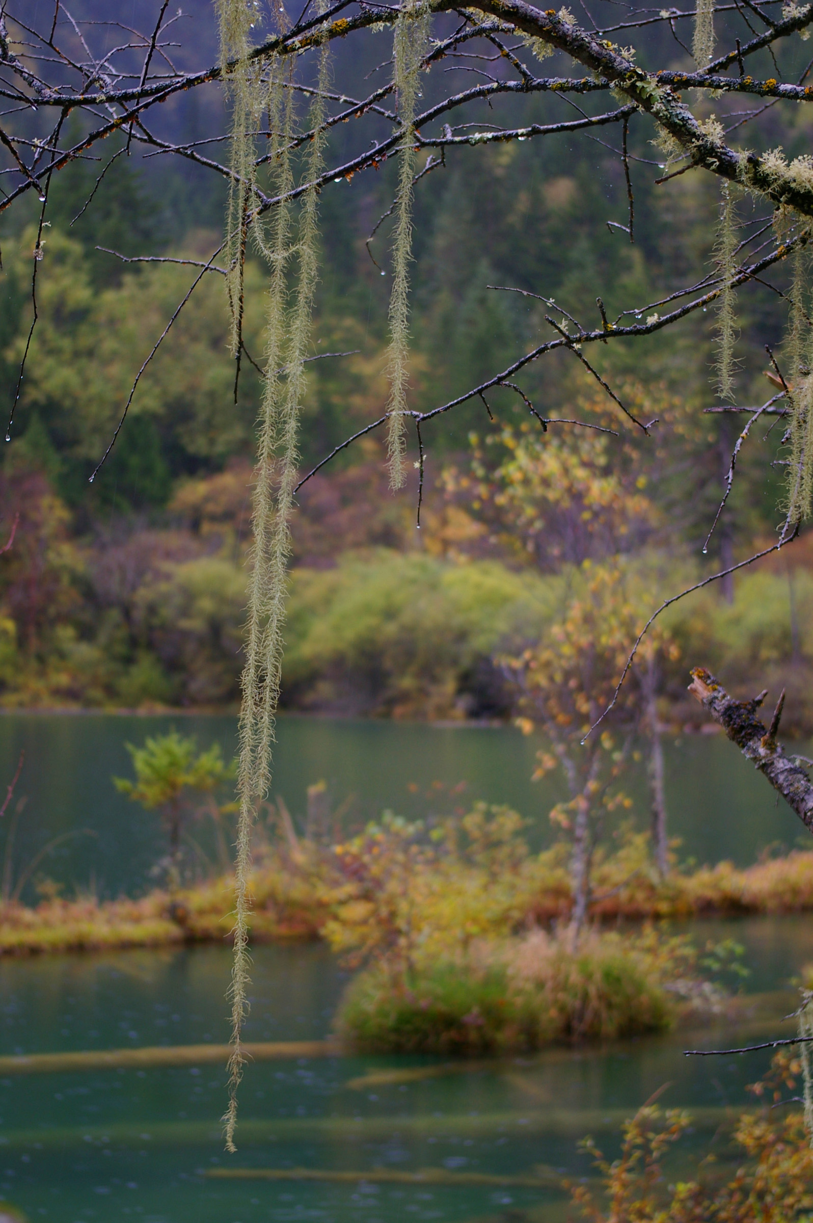 an image of Lichens hanging from a tree branch above a tranquil mountain lake in dense woodland