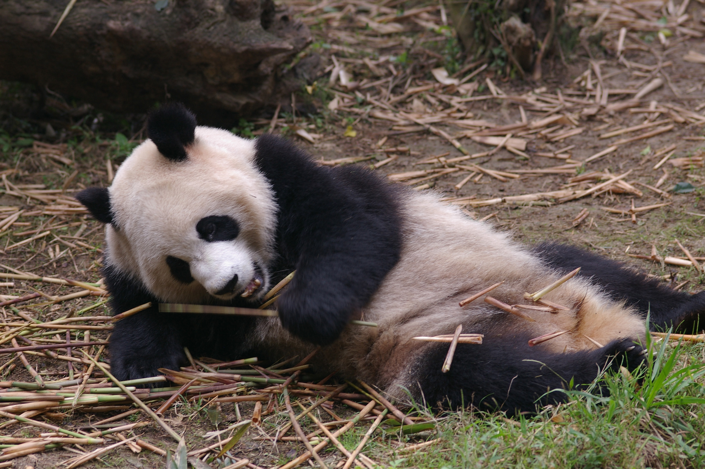 an image of Close up Black and White Panda Animal Resting at the Zoo While Eating Bamboo Shoots.