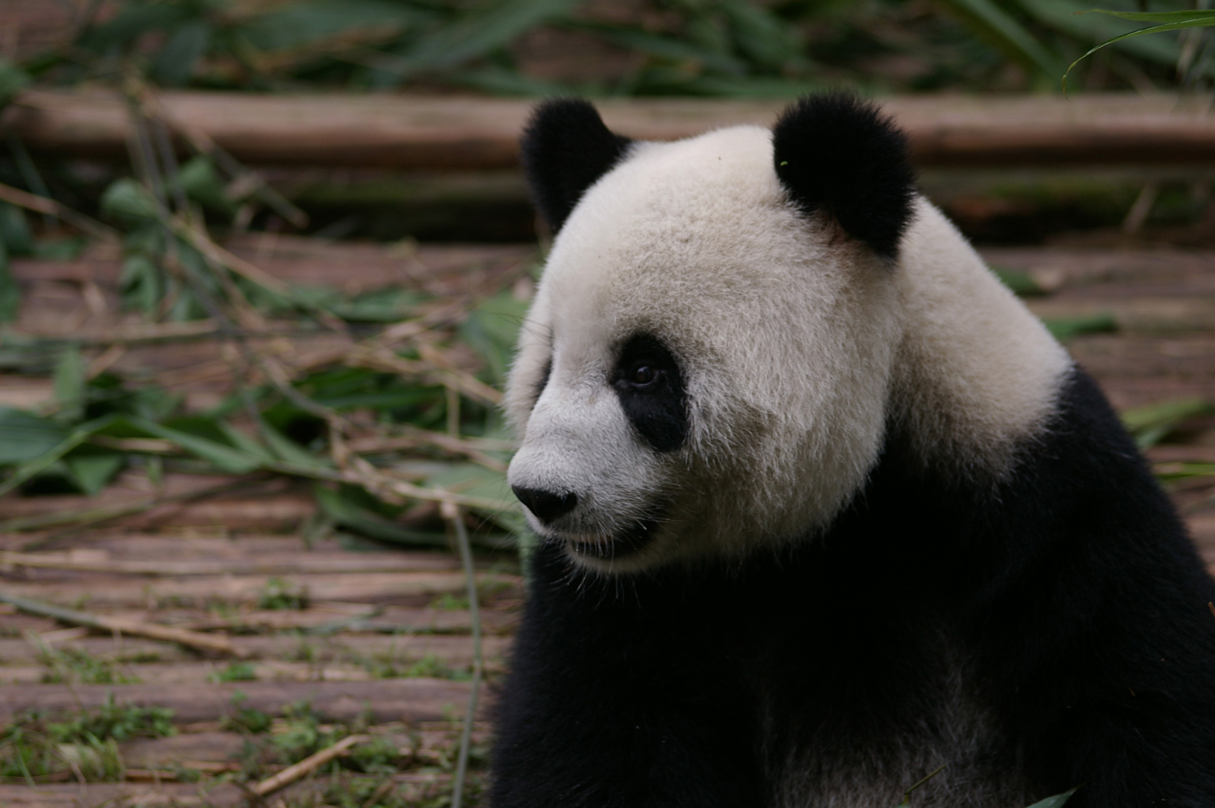 an image of Close up Black and White Chinese Panda Animal at the Zoo with Bamboo Shoots for His Food.