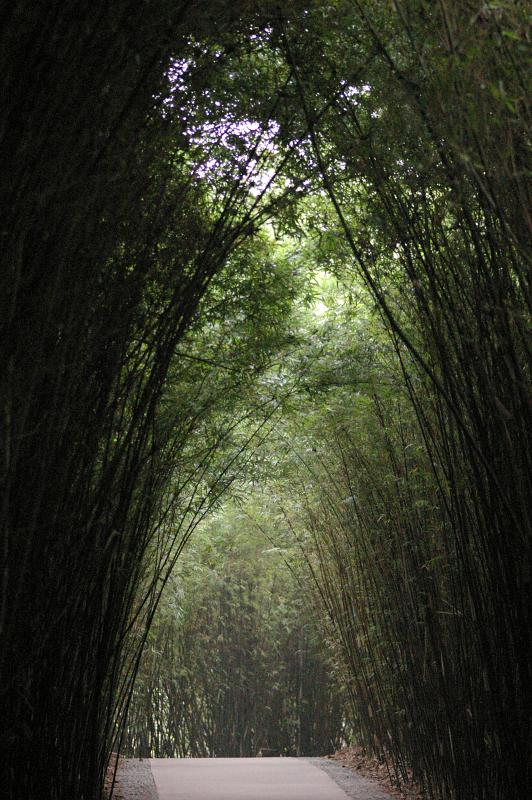 Beautiful Attraction of Tall Bamboo Trees Forming Arch on the Pathway at China