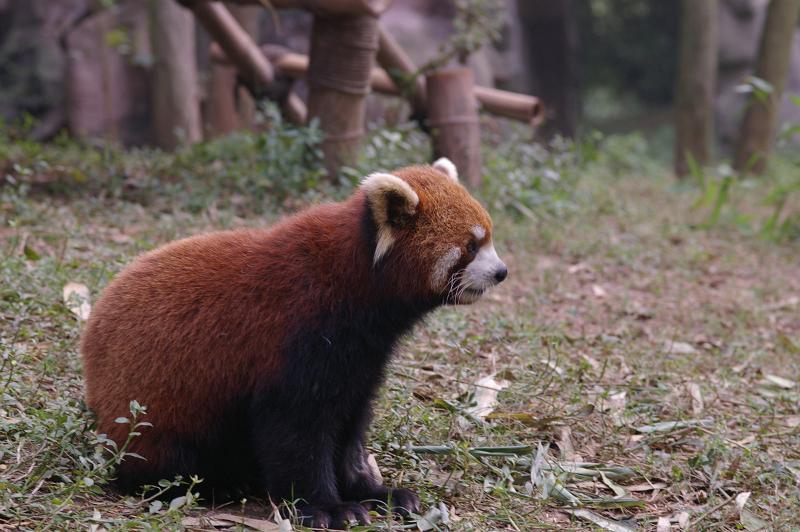 China Animal Wildlife - Grassy Zoo