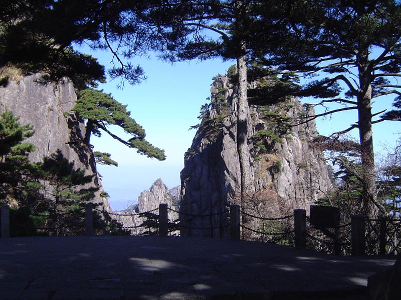 Pine trees in the Yellow Mountains, or Huangshan mountain range, in China with outcrops of towering rock in a scenic landscape