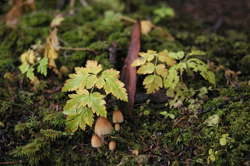 Close up Growing Mushrooms Fungus on Grassy Land at the Garden Located in China.