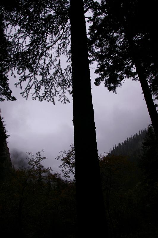 Natural View - Silhouette of Tall Trees on Grassland During Misty Day in China.