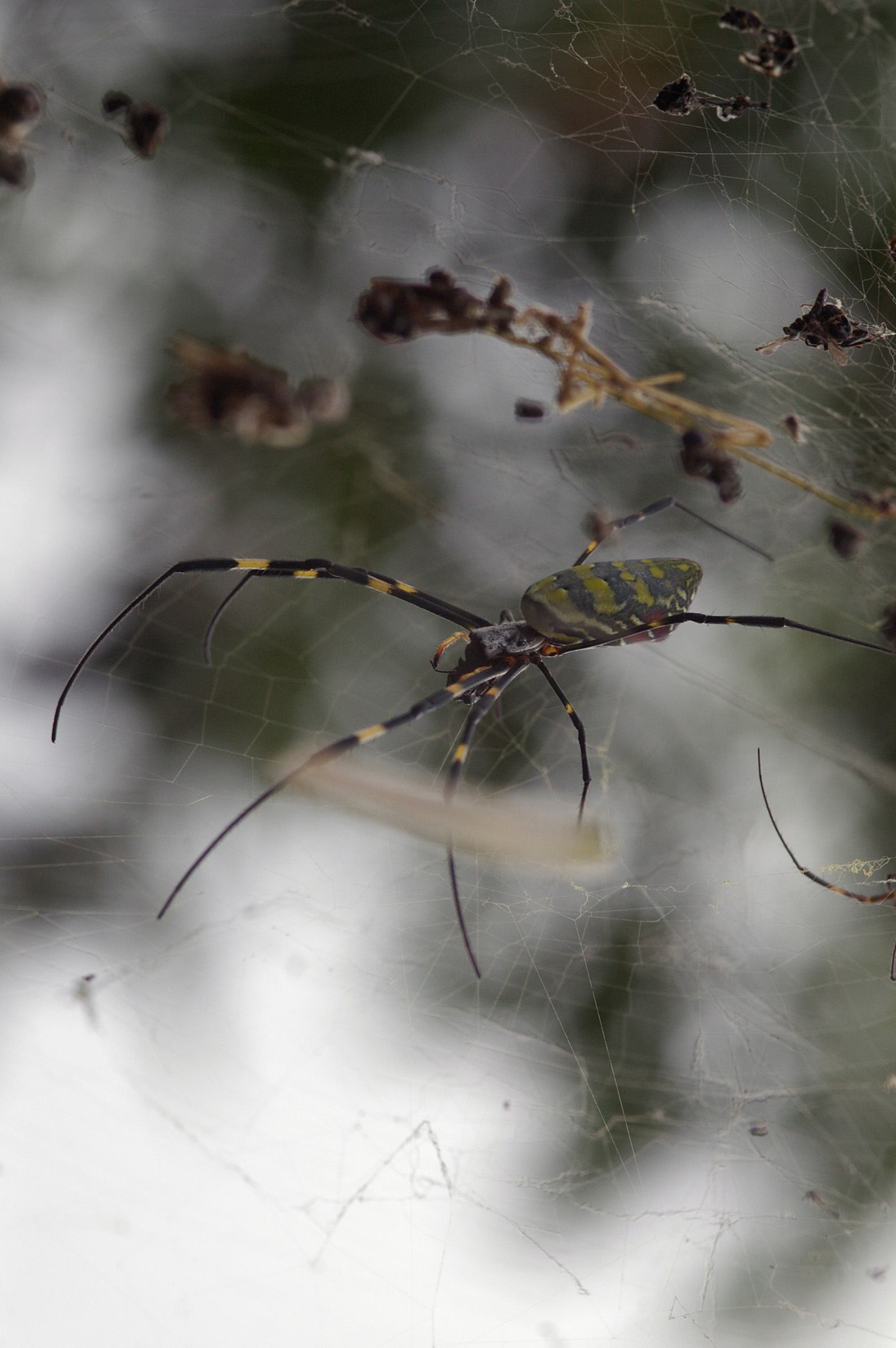 an image of Close up Creepy Spider Insect Resting on its Web. Captured Outdoor.