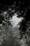Plenty of Chinese Bamboo Green Leaves with Blurry Bamboo Trees Background.