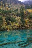 Cyan blue lake with crystal clear water and submerged branches surrounded by trees and forested mountain slopes in China
