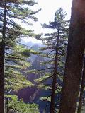 Beautiful Natural View - Tall Fir Pine Trees at Huangshan Mountain Range in China.