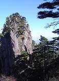 Green Fir Pine Trees Growing at Famous Yellow Mountains in China with Light Blue Sky Background.