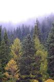 Forest of pine trees growing high on a mountain slope in the mist for a scenic atmospheric background