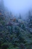 Low Angle View of Winter Mountainside Forest Scenic in the Fog