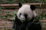 China Animal Wildlife - Close up Black and White Panda Eating Bamboo Shoots at the Zoo.