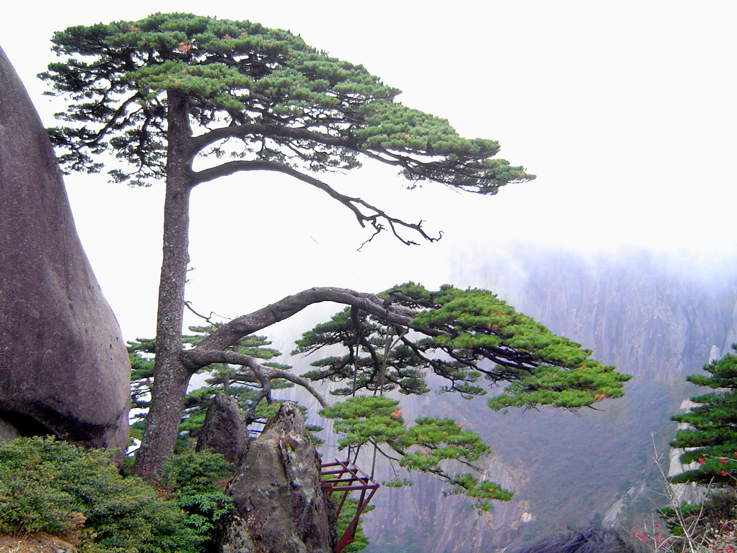 an image of Close up Ying Ke Pine Trees, known as Welcome Pine Trees at Yellow Mountains in China.