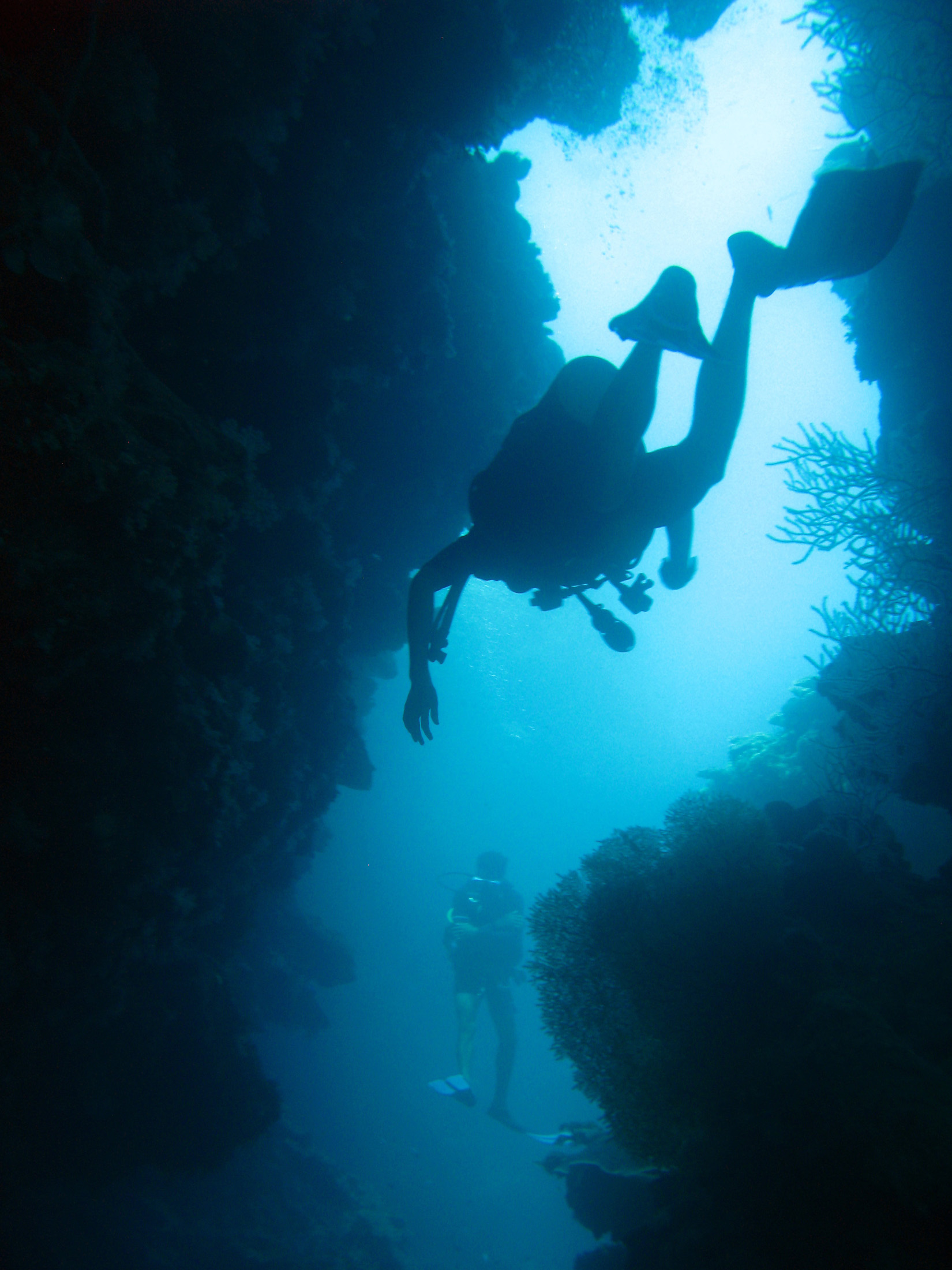 an image of Underwater image of a scuba diver descending into a cave looking for fan corals