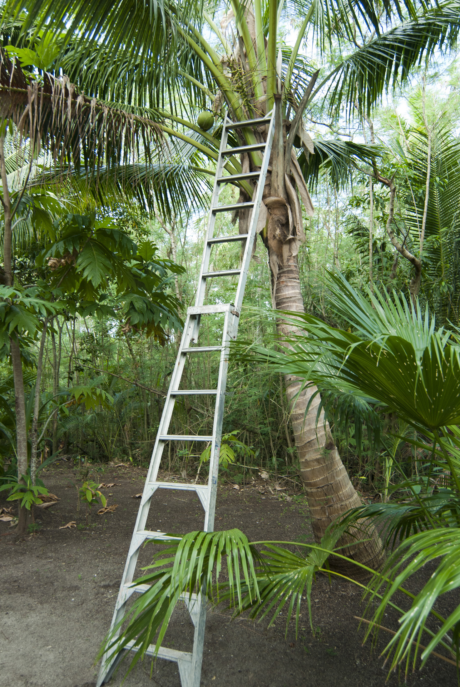 an image of Long aluminium ladder leaning up against a cocnut palm to facilitate the picking of fresh coconuts