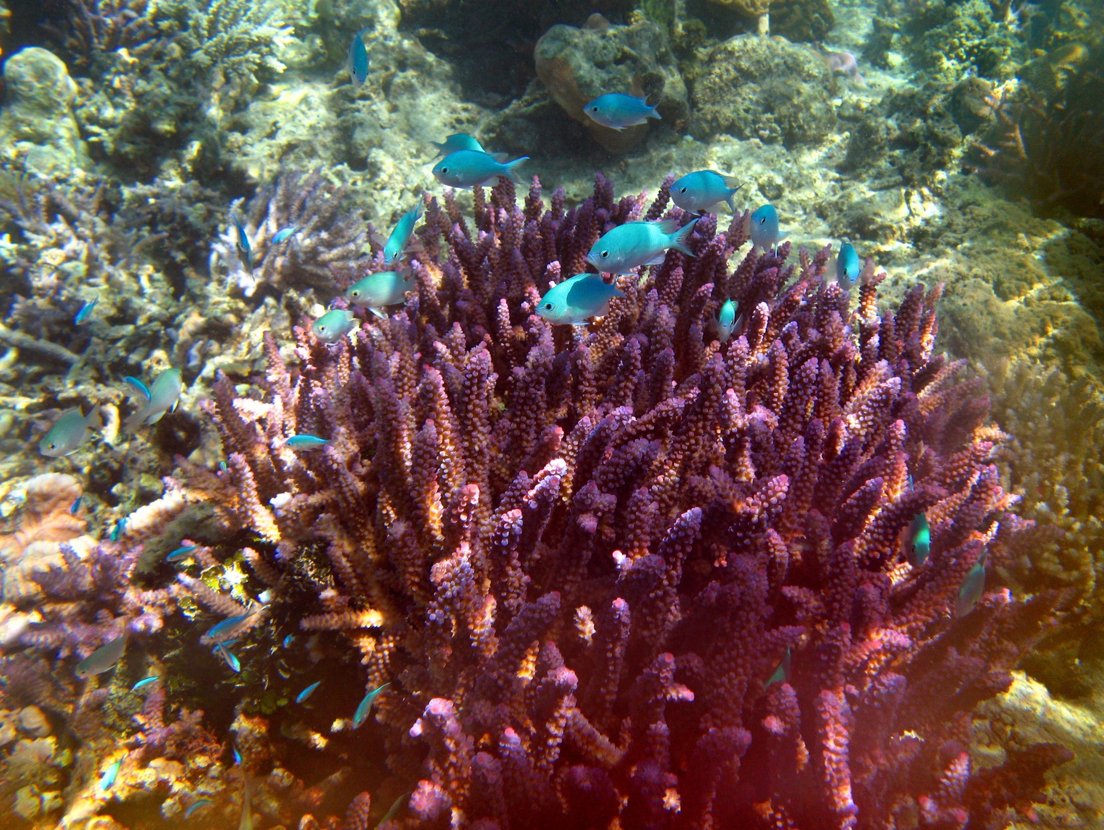 an image of Shoal of pretty tropical fish swimming underwater over a shallow reef in crystal clear water off a Fijian island
