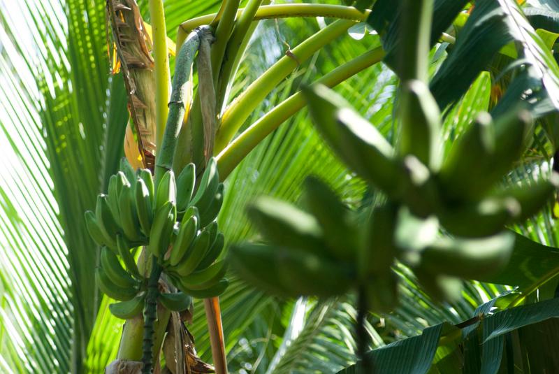 Bunch of ripening bananas growing on a tree hanging down in a cluster amongst the fronds