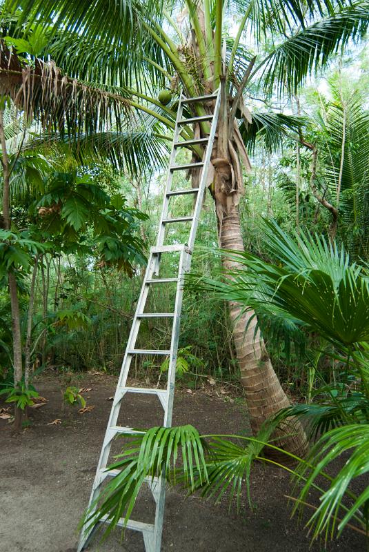 Long aluminium ladder leaning up against a cocnut palm to facilitate the picking of fresh coconuts