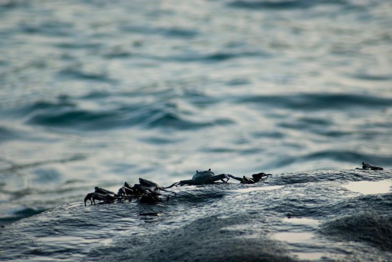 Small marine crabs on a rock alongside the surf where they live in the intertidal zone