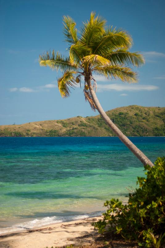 Palm tree overhanging an idyllic tropical beach with golden sand and an azure blue ocean under clear blue summer skies