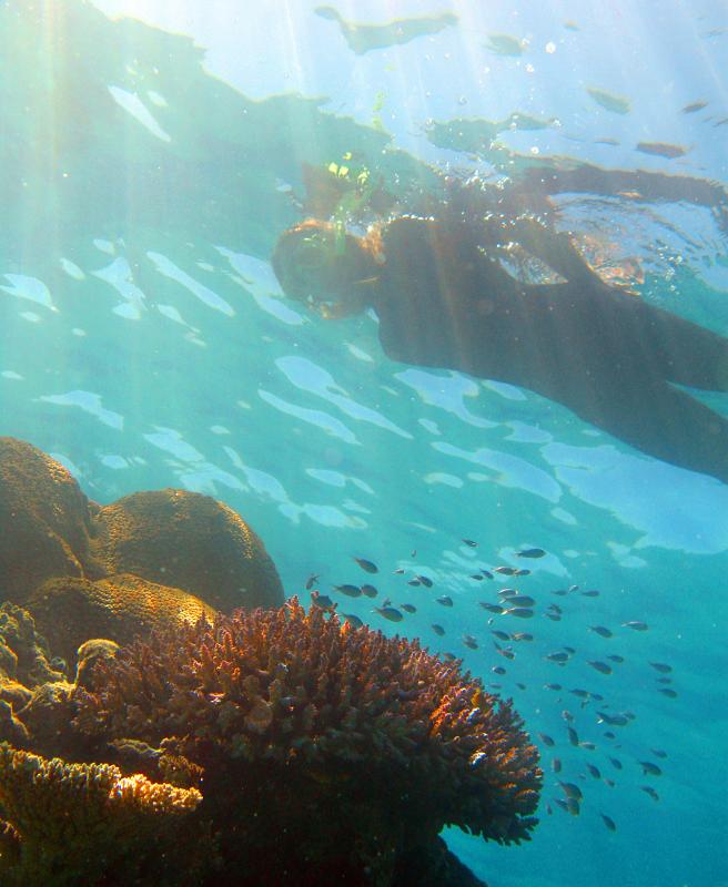 Looking up from below at a person snorkeling over an underwater reef with a shoal of small fish