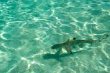 Blacktip reef shark swimming in shallow crystal clear water in Fiji with copyspace