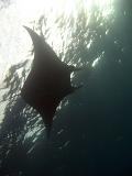 Large Manta ray swimming overhead in the ocean as it goes on its way feeding on plankton