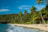 Sandy tropical beach with gentle surf and windblown palm trees as an idyllic location for your summer vacation