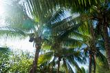 Looking up at the fronds of tropical coconut palms lit by the sun on a summer vacation in the tropics