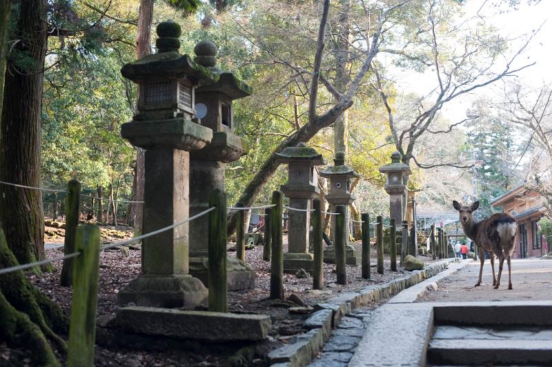 A Nara Deer and a line of stone Kasuga-doÂroÂ lanterns, Nara, Japan