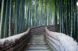 Bamboo walk at Adashino Nenbutsu-ji temple, Kyoto japan