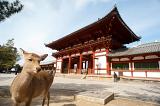 One of the many deer of Nara standing outside the Todai-ji middle gate, Nara, Japan