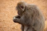 a snow monkey concentrating on eating some food