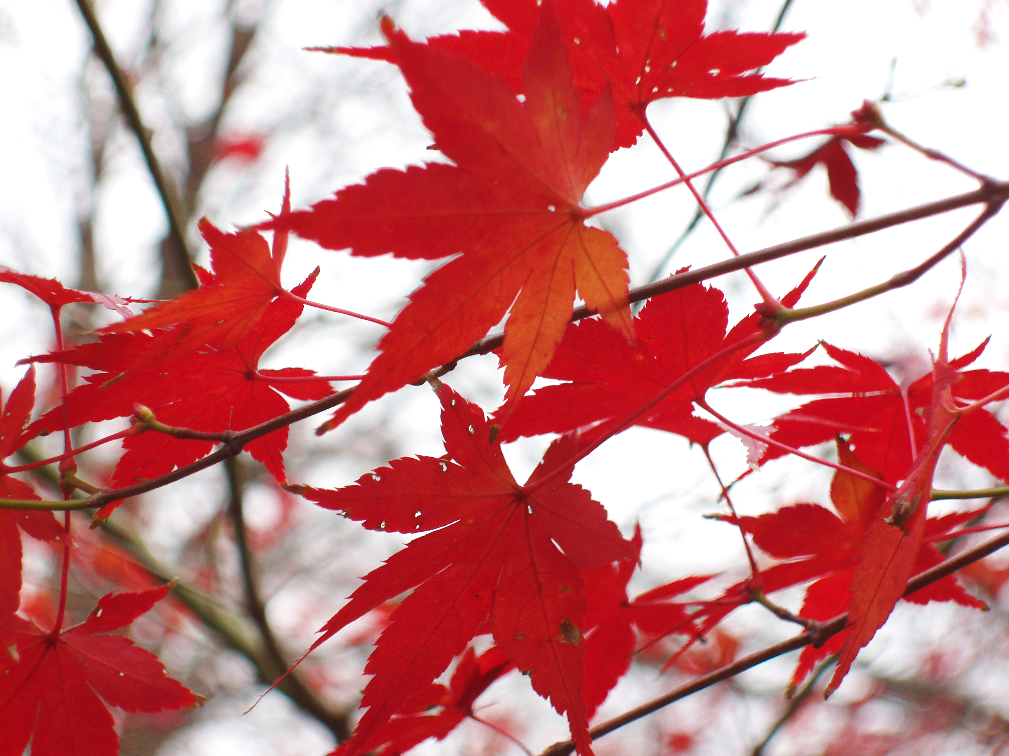 an image of a background of red autumn colours in a tokyo park
