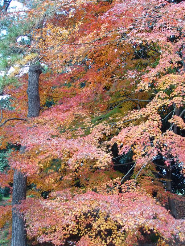 autumn colours in a tokyo park