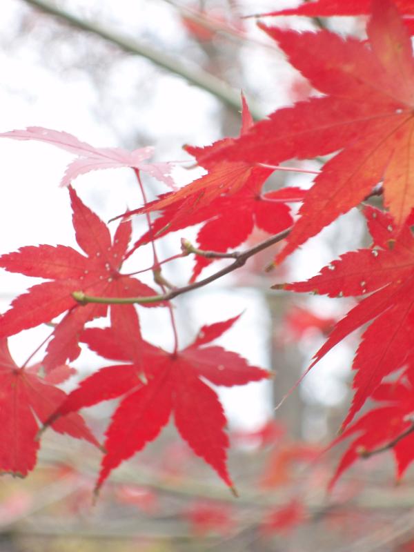 autumn leaf colours in a japanese garden