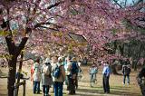 Enjoying the cherry blossom in Yoyogi Park, (Yoyogi koen) tokyo, japan