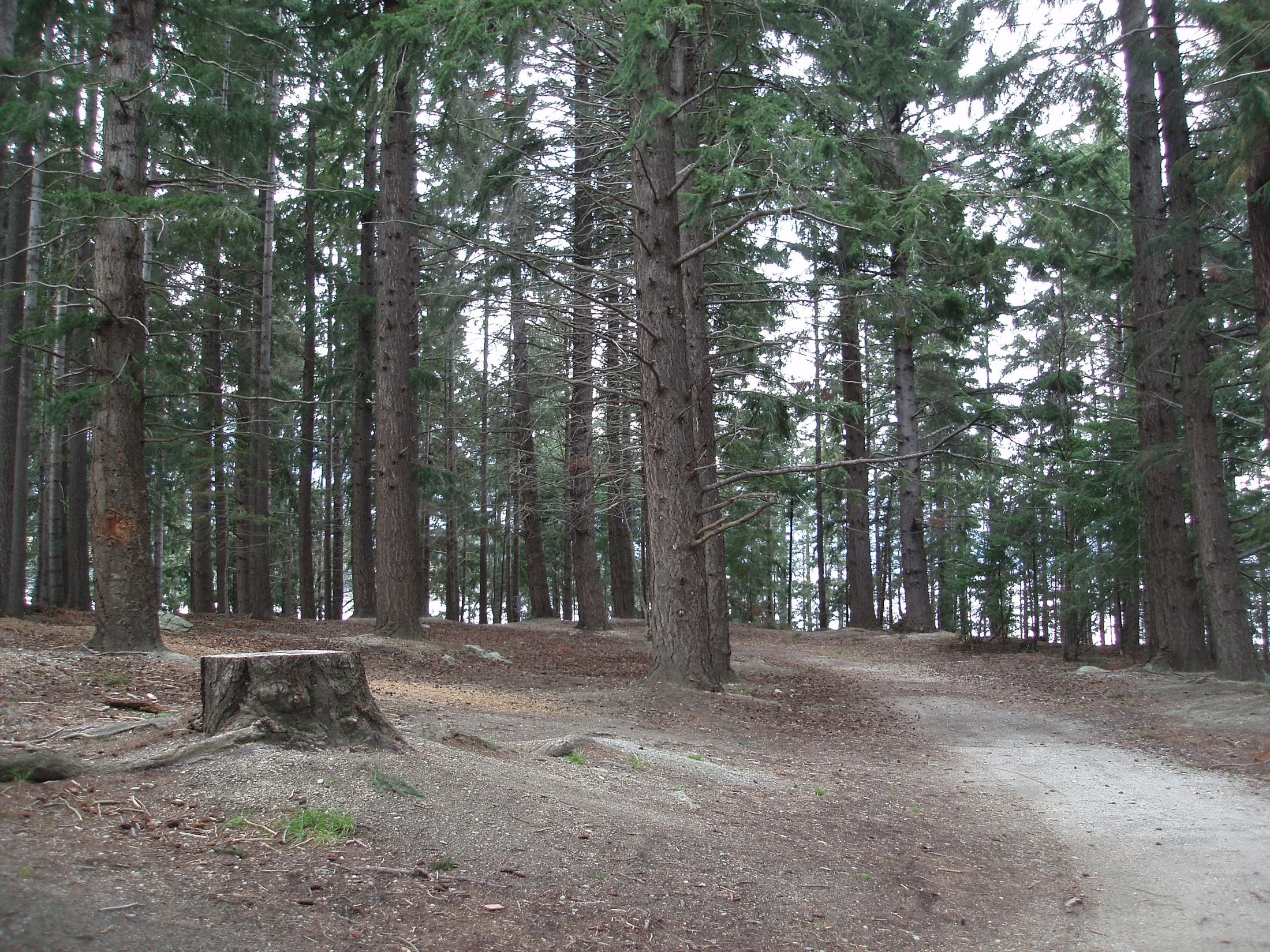 an image of tall pine plantation in newzeland