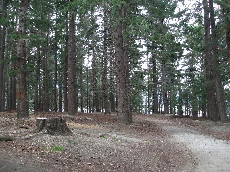 tall pine plantation in newzeland
