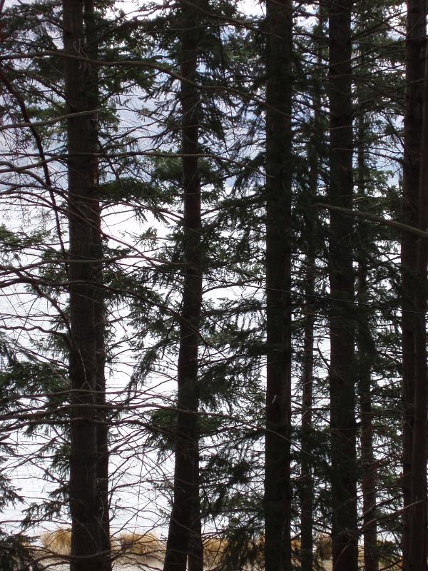 trees in a pine plantation in newzeland