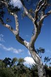 Detail of a branch on a gum tree in the Australian outback against a blue sky