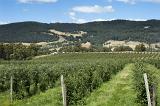 Rows of small apple trees growing in orchard on sunny day, tasmania