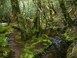 Woodland glade with a mossy river flowing between lichen covered trees in a lush natural background landscape